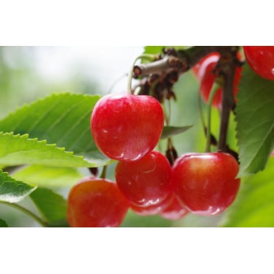 やまがた紅王 さくらんぼ 3L～4L 100g×2パック入 【2025年発送先行予約】