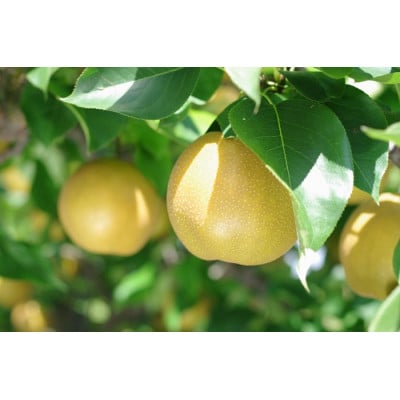 豊水梨　6～8玉　約2.5kg【令和7年発送先行予約】