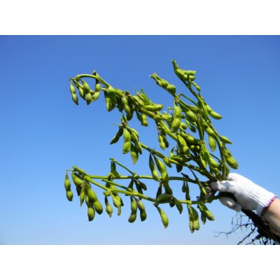 朝採り直送品 だだちゃ豆 500g×3袋(計1.5kg)【令和7年発送先行予約】