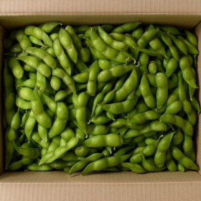 朝採り直送品 だだちゃ豆 500g×3袋(計1.5kg)【令和8年発送先行予約】