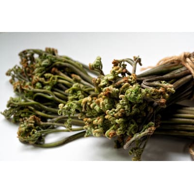 山形県産　わらび　山菜　約1.5kg【2026年発送先行予約】
