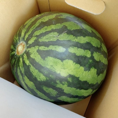 【発送月固定定期便】7月メロン2玉　8月西瓜1玉　11月庄内柿3.5kg【令和8年発送】　全3回