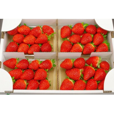 【発送月固定定期便】2月いちご4パック　8月すいか1玉　11月庄内柿【令和8年発送】全3回