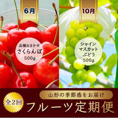 【発送月固定定期便】6月さくらんぼ品種おまかせ 秀品　10月シャインマスカット  令和8年発送全2回