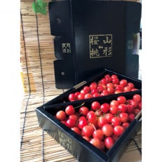 令和5年産先行受付 山形県産 さくらんぼ(佐藤錦)1kg Lサイズ以上　バラ | ふるさと納税のお礼品