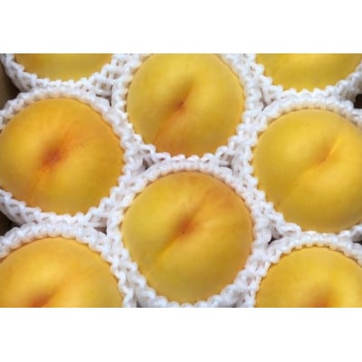 令和6年産先行受付 山形県産 黄金桃(黄桃) 2kg (5～8玉)