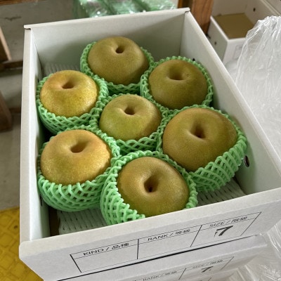 令和7年産先行予約 山形県産 和梨 農家直送　厳選秀品 3kg