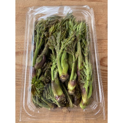 令和9年度産先行予約　「山菜の王様」山形県産　天然たらの芽300g