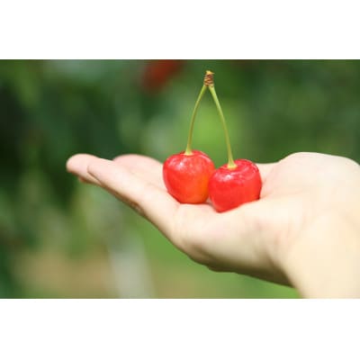 晴天畑よりすぐり!「さくらんぼ佐藤錦」 1kg(秀Lサイズ石段手詰め)