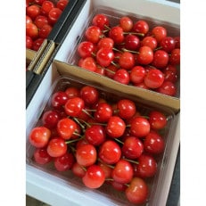 【令和6年産・先行受付】さくらんぼ佐藤錦 秀Lサイズ 1kgバラ詰め(500g×2パック) | ふるさと納税のお礼品