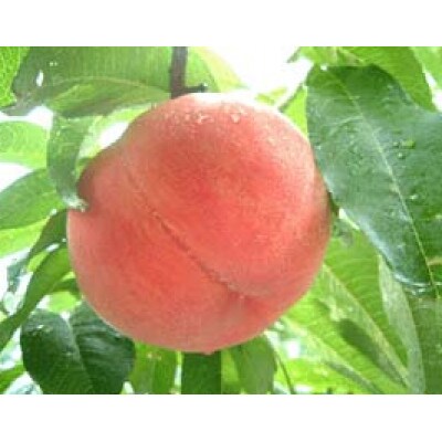 【令和6年産先行受付】山形県産白桃 約3kg(品種おまかせ 7～12玉)
