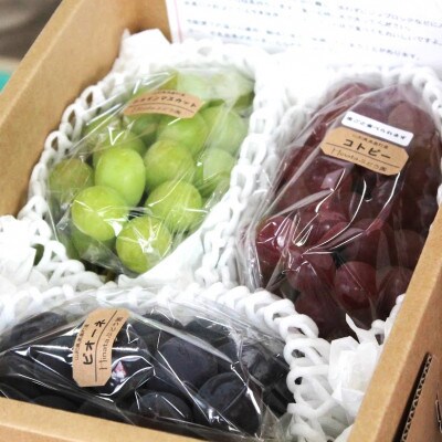 【先行受付】令和6年産 大粒ぶどう3種詰め合わせ 総量約2kg(品種お任せ)