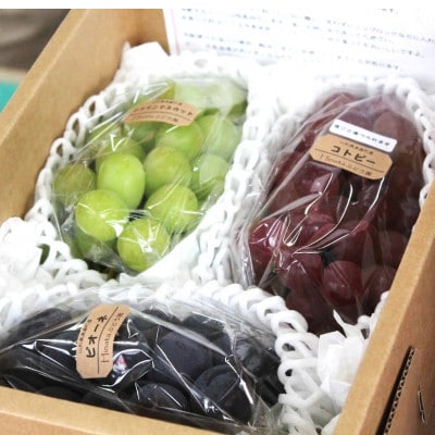 【令和7年産先行予約】大粒ぶどう3種詰合せ 総量約2kg(シャイン・ピオーネ・コトピー)