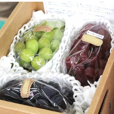 【令和8年産先行予約】大粒ぶどう3種詰合せ 総量1.8kg(シャイン・赤ぶどう・黒ぶどう)