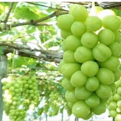 【令和7年産先行予約】大粒ぶどう3種詰合せ 総量約2kg(シャイン・ピオーネ・コトピー)