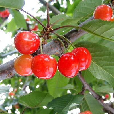 【2025年産先行予約】さくらんぼ佐藤錦 秀L 約1kg