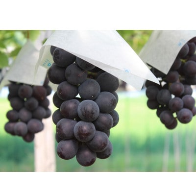 【2026年産先行予約】採れたて! 大粒ぶどう「藤稔」1.8kg(3～4房)