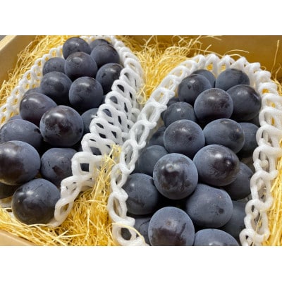 【2026年産先行予約】採れたて! 大粒ぶどう「藤稔」1.8kg(3～4房)