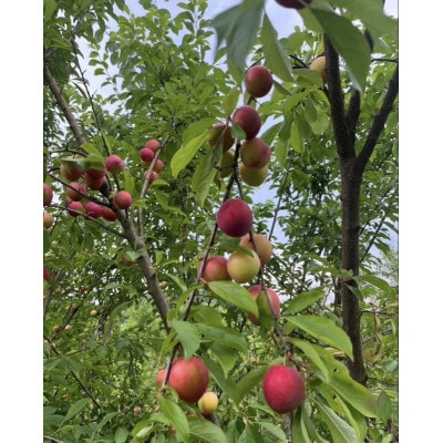 【さとふる限定】【2026年産先行予約】すもも「秋姫」秀品2kg(11玉～13玉入り)