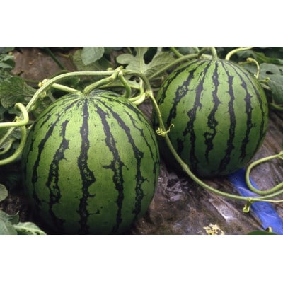 【先行予約】令和9年産　スイカ　羅王 ザ・スウィート　4～5L　9～10kg×2玉入