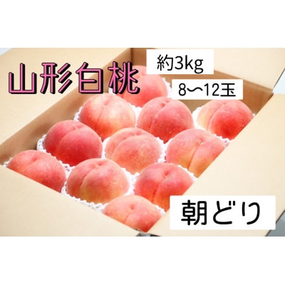 【2026年度先行受付】山形県産　白桃約3kg　朝採り当日発送　品種おまかせ(8～12玉)
