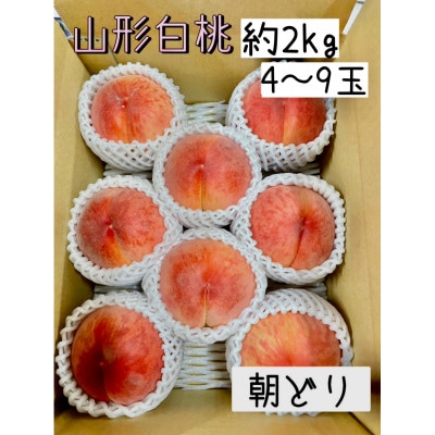 【2026年先行受付】山形県産　白桃約2kg　朝採り当日発送　品種おまかせ(4～9玉)
