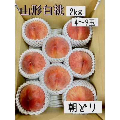 【発送月固定定期便】山形県産白桃　ラ・フランス　9月・11月定期便全2回