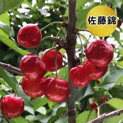 2025年産 さくらんぼ「佐藤錦」600g 秀品 Lサイズ以上 山形県産 k-02
