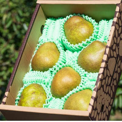 2025年先行受付【GI登録品】特秀品「ラ・フランス」2kg(5～9玉) 化粧箱入