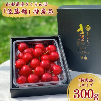 【2026年先行予約】さくらんぼ「 佐藤錦 」300g 特秀品 L以上 (300g×1箱) 山形県産