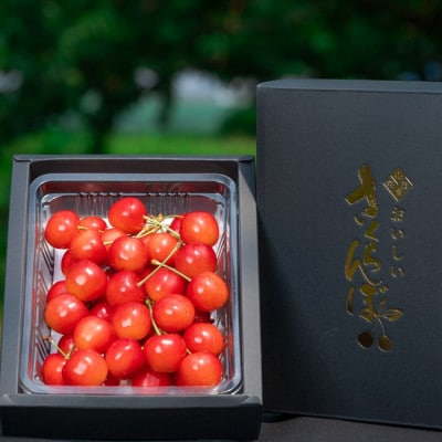 【2026年先行予約】さくらんぼ「 佐藤錦 」 300g 秀品 L以上 (300g×1箱) 山形県産