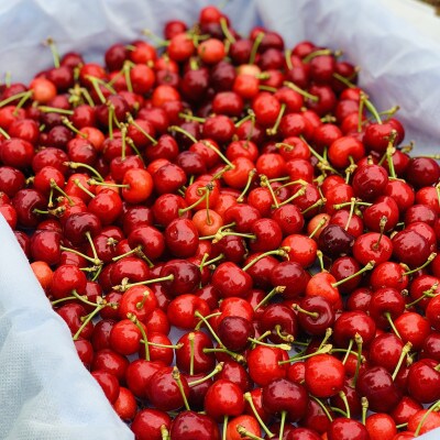 2026年産 さくらんぼ 「 紅秀峰 」 300g 特秀品 2Lサイズ <桐箱入り> 山形県産