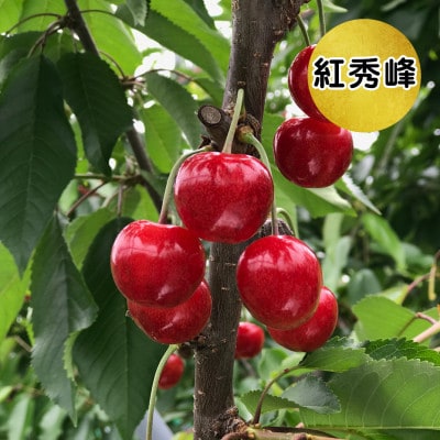 2026年産 さくらんぼ 「 紅秀峰 」 300g 特秀品 2Lサイズ <桐箱入り> 山形県産