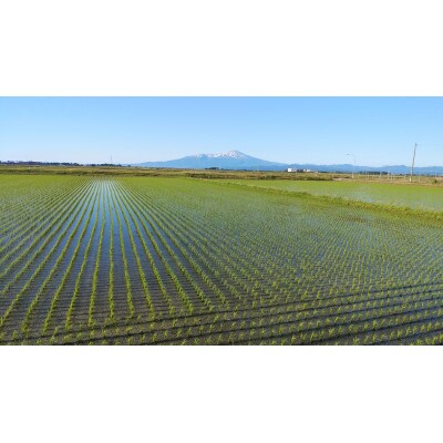 【受付】つや姫10kg　精米　令和5年産 農家直送