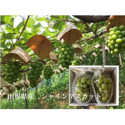 先行予約令和7年9月より順次発送山形県産シャインマスカット化粧箱入り　秀品　約1.4kg(2房)