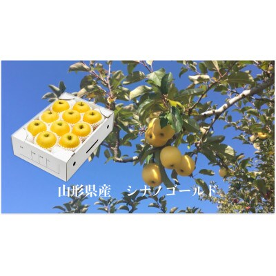 【先行受付2024年10月発送】山形県産　りんご(シナノゴールド)化粧箱入り　約3kg