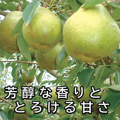 【令和7年発送分】山形産ラ・フランス 3キロ 9玉～11玉 贈答用