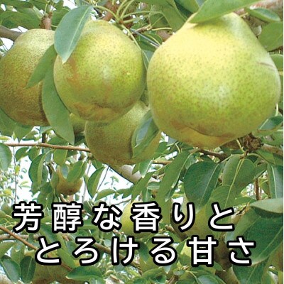 令和8年度産　ラ・フランス　5kg(18～20玉)
