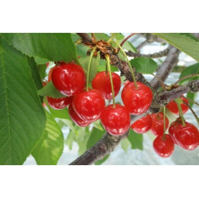 山形県産さくらんぼ紅秀峰　秀品2L~3Lサイズ　約1kgバラ詰め《先行受付2025年6月発送開始》