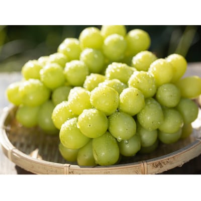 【希少数量限定】優秀賞シャインマスカット 秀品 2房入り 計1.3kg【生産者佐藤大輔】山形県産
