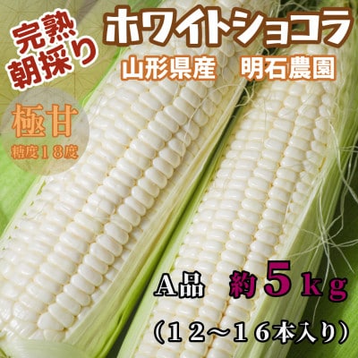 先行予約2025年発送　完熟ホワイトショコラ 明石農園  約5kg とうもろこし 山形県産