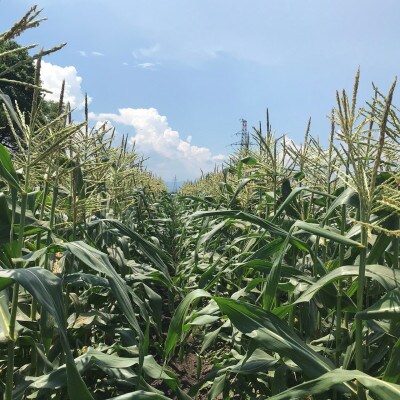 先行予約2025年発送　完熟ホワイトショコラ 明石農園  約5kg とうもろこし 山形県産