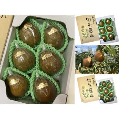 高糖度洋梨 長谷部農園　メロウリッチ　2kg化粧箱(6～7玉入り)【2025年先行予約】