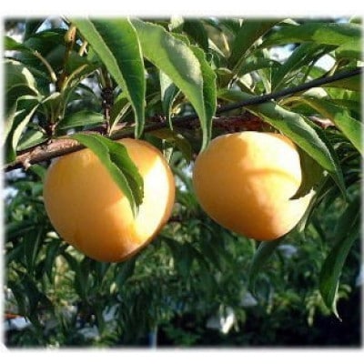 山形県産　峰満イエロープラム2kg化粧箱　秀品(8～15玉入) 【先行受付2026年9月より発送】