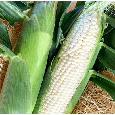 【朝採り】完熟ホワイトショコラ 明石農園 5kg とうもろこし 山形県産　2026年9月発送開始