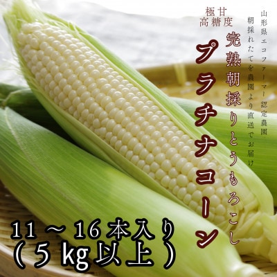 【朝採り】完熟プラチナコーン 明石農園 5kg とうもろこし 山形県産 2026年9月発送開始予定