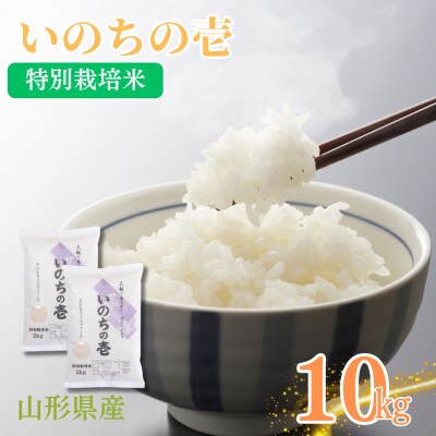 令和6年度産山形県産　特別栽培米　いのちの壱 10kg(5kg×2袋) (精米)