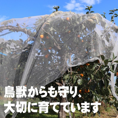 渋抜きした甘い庄内柿 約3kg(15～18コ入)山形県産 タネなしでとっても食べやすい
