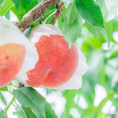 山形自慢の旬の白桃　秀品　約2kg(5～10玉)