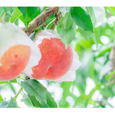 旬のおいしさ 山形白桃　約3kg(6～14玉)